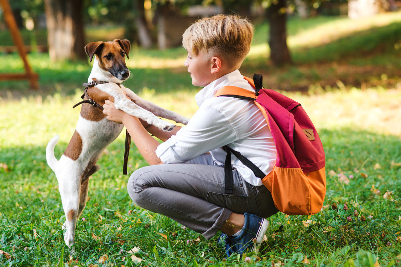 School therapy dog creating calm positive classroom behavior and learning environment